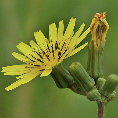 horseweed flower and buds