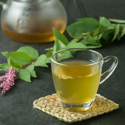 cup of tea made with knotweed