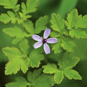 Erodium moschatum L'Herit