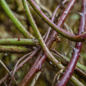 the roots of the bramble plant