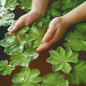 lady's mantle plant bath