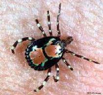 African tick