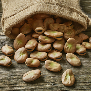 broad beans overflowing out of a bag