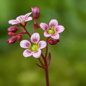 closeup of saxifrage flowers