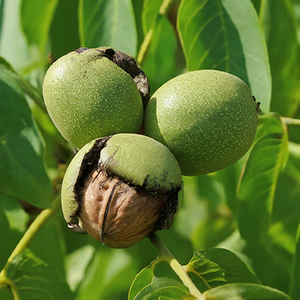 walnuts on the tree
