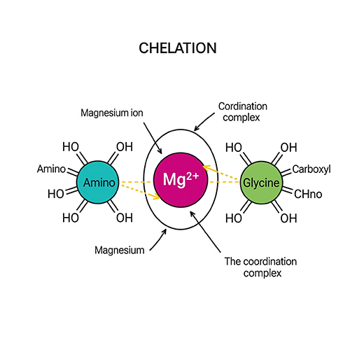 how magnesium binds to glycine