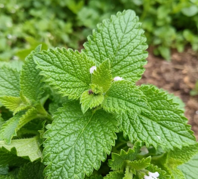 Fresh lemon balm leaves with visible veins and serrated edges.
